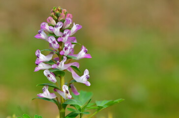  Corydalis 1251
