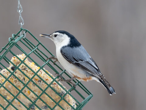 A close up of a White-breasted Nuthatch perched on a suet block bird feeder