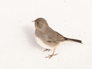 Obraz premium A close up of a Dark-eyed Junco in winter standing on compact ice and snow
