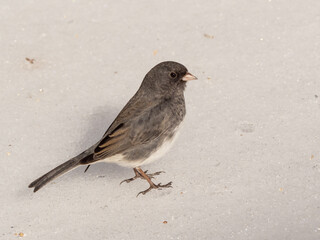 A close up of a Dark-eyed Junco in winter standing on compact ice and snow