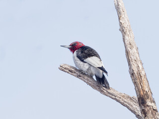 A brightly colored immature Red-headed Woodpecker molting into adult plumage