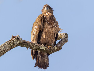 A scruffy immature Bald Eagle in very worn plumage, perched on a bare branch and looking directly at the camera