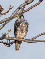A Peregrine Falcon perched up on a bare branch