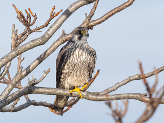 A Peregrine Falcon perched up on a bare branch