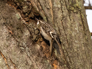 A close up of a Brown Creeper hunting for prey in a small cavity in a tree trunk
