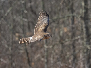 A female Northern Harrier in flight