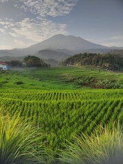 Obraz premium tea plantation in majalengka 