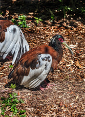 Madagascar crested ibis on the ground. Latin name - Lophotibis cristata	