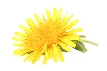 Vibrant Yellow Dandelion Flower Close Up Nature's Sunny Delight