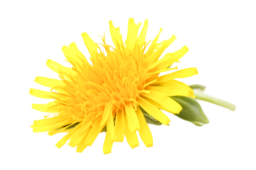 Vibrant Yellow Dandelion Flower Close Up Nature's Sunny Delight
