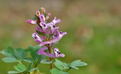 Corydalis 1250
