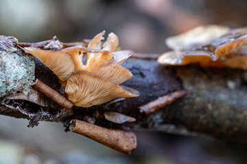 Cluster of oyster mushroom lobes on old  trunk