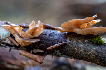 Cluster of oyster mushroom lobes on old  trunk