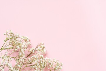 Small bouquet of white gypsophila on pink background in the corner, copyspace