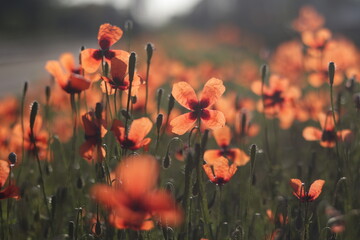 Obraz premium Sunny Poppy Field in Summer