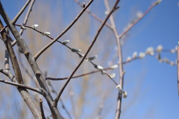 Tree Branches with Large White Fluffy Spring Buds, Macro Shot Against Blue Sky