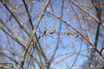Tree Branches with Large White Fluffy Spring Buds, Macro Shot Against Blue Sky