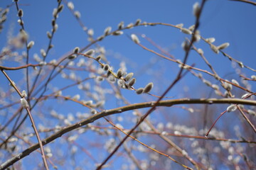 Tree Branches with Large White Fluffy Spring Buds, Macro Shot Against Blue Sky
