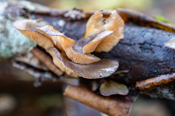 Cluster of oyster mushroom lobes on old  trunk