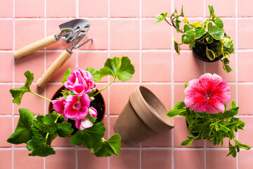 Spring decoration of a home balcony or terrace with flowers, geranium flower and petunias and ivy...