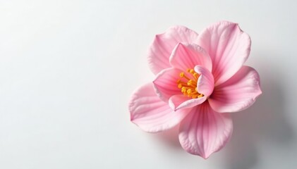 Fototapeta premium Delicate bloom with soft petals on white background, petal, color