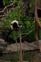 Obraz premium black and white lemur
