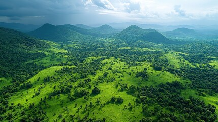 Obraz premium aerial shot of a young verdant forest canopy