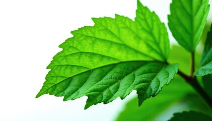 Fototapeta premium Leafy green foliage with delicate veins isolated on white background, garden, texture