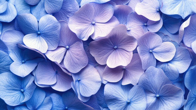 Close-up of vibrant blue and purple hydrangea flowers