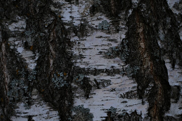 Obraz premium close up of rough birch trunk