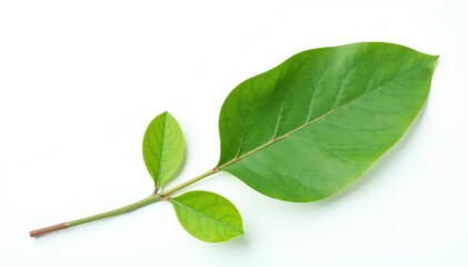 Fototapeta premium Single eucalyptus leaf with stem on white background, tree leaves, green, eucalyptus