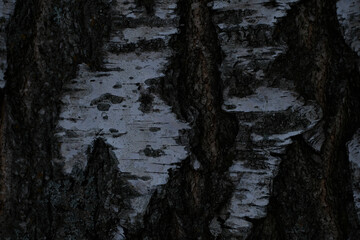 Obraz premium close up of rough birch trunk