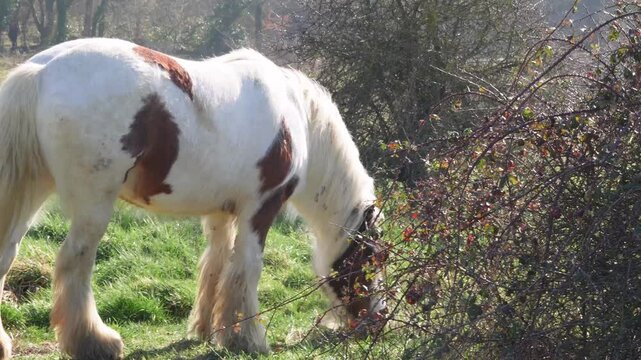 Horse grazing in a field, rural landscape, and peaceful atmosphere. High quality 4k footage