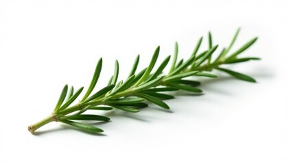 Fototapeta premium Sprig of rosemary isolated on white background, plant, texture, white