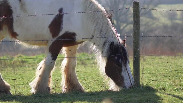 Horse grazing in a field, rural landscape, and peaceful atmosphere. High quality 4k footage
