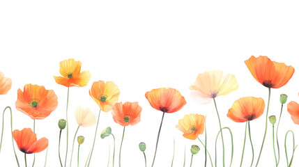 Obraz premium Vibrant orange and yellow poppies on white background
