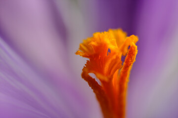 Macro close-up of the orange stamens of a purple crocus © Neils