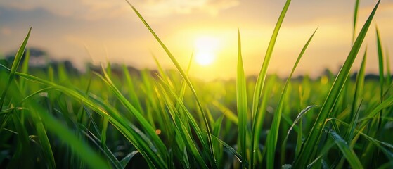 Green Grass Field at Sunrise with Warm Colorful Sky Background