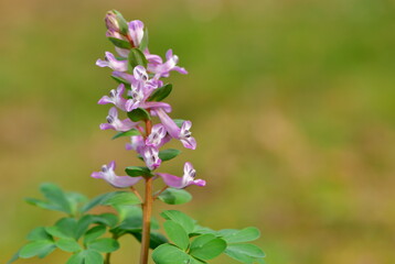 Corydalis 1253