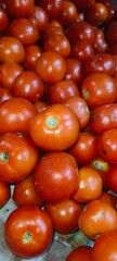 The tomato is a round, often red fruit that grows on the Solanum lycopersicum plant, a member of the nightshade family