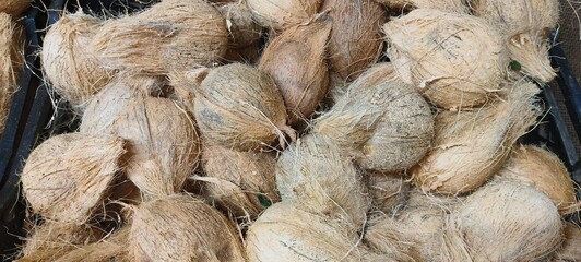 The coconut is a versatile tropical fruit derived from the coconut palm tree (Cocos nucifera). It is known for its hard, woody outer shell, fibrous husk, and white edible flesh inside