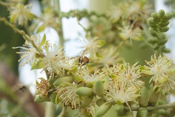 bees suck nectar from palm tree flowers, bokeh images are suitable for wallpaper. Close up photos