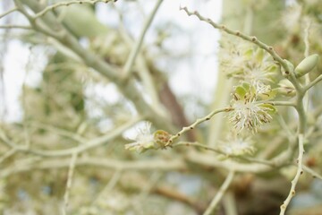 bees suck nectar from palm tree flowers, bokeh images are suitable for wallpaper. Close up photos