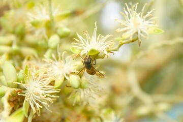 bees suck nectar from palm tree flowers, bokeh images are suitable for wallpaper. Close up photos