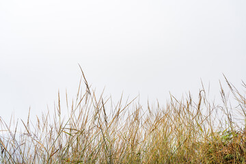 Fototapeta premium field of yellow grass isolated on white background for design and graphic resources