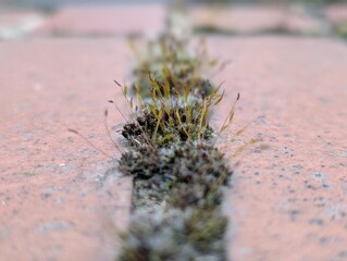 Wall Screw-moss (Tortula muralis) growing in the mortar of a wall