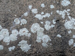 Lichen growing on a stone building