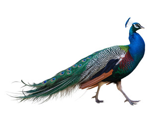 Obraz premium peacock Isolated on a transparent background. 