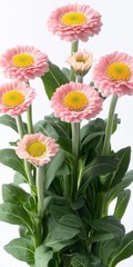 Fototapeta premium Closeup of Pink Daisy Flowers with Yellow Centers and Green Leaves on White Background