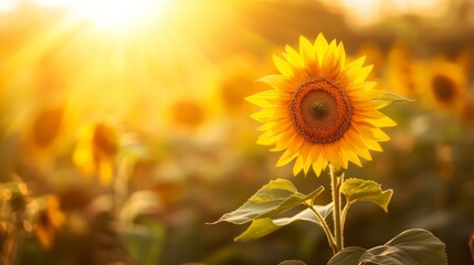 Obraz premium Sunflower field at golden hour, warm sunlight casting a soft glow on the petals generative ai